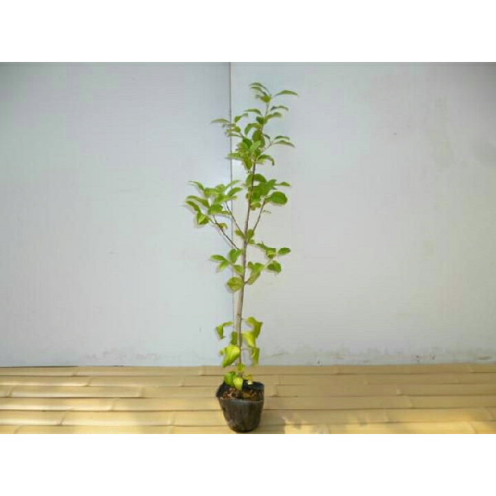 楽天市場 送料無料 ヤマボウシ 樹高1 0m前後 10 5cmポット やまぼうし 苗木 植木 苗 庭木 生け垣 花を楽しむ木 春に花を咲かせる植木特集 お得なセット販売もございます 季の香 きのか