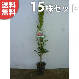 楽天市場 ヤマモモ 庭木の通販