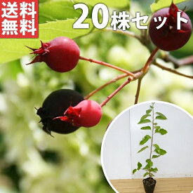 楽天市場 ジューンベリー 種類 特徴の通販 楽天市場 ジューンベリー 種類 特徴の通販