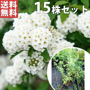 ■送料無料■【15本セット】 コデマリ 樹高0.5m前後 15cmポット こでまり 小手毬 (花木・植木) 苗木 苗 植木 庭木 生け垣 花を楽しむ木 春に花を咲かせる植木特集