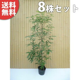 楽天市場 庭木 目隠し 2mの通販