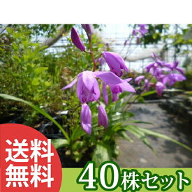 楽天市場 花 春 宿根草の通販 楽天市場 花 春 宿根草の通販
