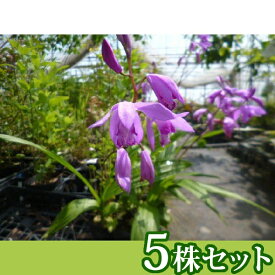 楽天市場 花 春 宿根草の通販