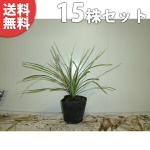 y15|bgZbgz Vo[hS 10.5cm|bg i tCuj c c A  _ EOhJo[