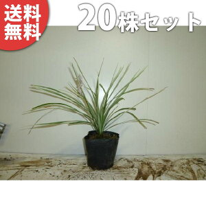 y20|bgZbgz Vo[hS 10.5cm|bg i tCuj c c A  _ EOhJo[