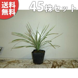 y45|bgZbgz Vo[hS 10.5cm|bg i tCuj c c A  _ EOhJo[