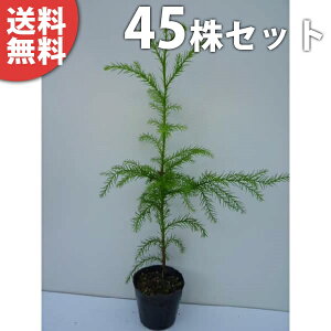 y45{Zbgz XM 0.3mO 10.5cm|bg  mL  XMmL c c A  _ V{c[ Ύ