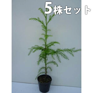 y5{Zbgz XM 0.3mO 10.5cm|bg  mL  XMmL c c A  _ V{c[ Ύ