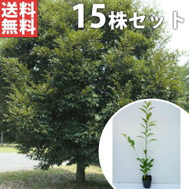 ■送料無料■【15本セット】 スダジイ 樹高0.5m前後 10.5cmポット （シイノキ） 苗木 苗 植木 庭木 生け垣 シンボルツリー 常緑樹