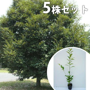 y5{Zbgz X_WC 0.5mO 10.5cm|bg iVCmLj c c A  _ V{c[ Ύ