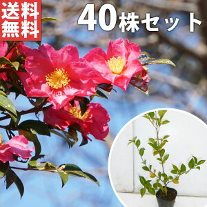 サザンカ 苗の人気商品 通販 価格比較 価格 Com