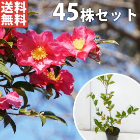 ■送料無料■【45本セット】 サザンカ 樹高0.5m前後 10.5cmポット 山茶花 さざんか タチカン赤花（生垣樹木） 苗木 苗 植木 庭木 生け垣 花を楽しむ木 秋・冬に花を咲かせる植木特集 目隠し・生垣