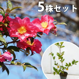 秋 花 苗の人気商品 通販 価格比較 価格 Com