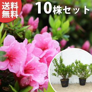 さつき 苗の通販 価格比較 価格 Com