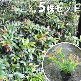 楽天市場 下草 庭木の通販