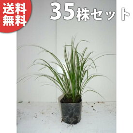 ■送料無料■【35ポットセット】 セキショウ 10.5cmポット せきしょう 苗木 苗 植木 庭木 生け垣 下草・グランドカバー