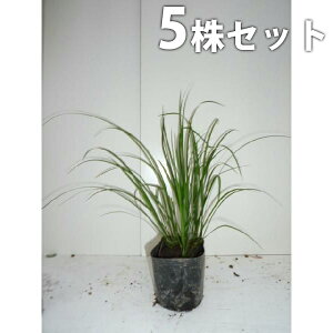 ■送料無料■【5ポットセット】 セキショウ 10.5cmポット せきしょう 苗木 苗 植木 庭木 生け垣 下草・グランドカバー