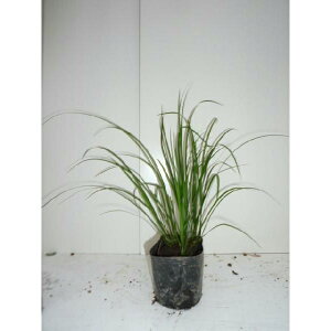 ZLVE 10.5cm|bg 傤 c c A  _ EOhJo[ 1{iȃZbg̔܂j