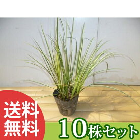 ■送料無料■【10ポットセット】 斑入りセキショウ 10.5cmポット セキショウ 斑入り 苗木 苗 植木 庭木 生け垣 下草・グランドカバー