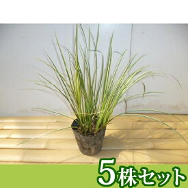 【5ポットセット】 斑入りセキショウ 10.5cmポット セキショウ 斑入り 苗木 苗 植木 庭木 生け垣 下草・グランドカバー