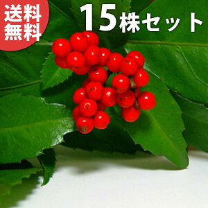 ■送料無料■【15本セット】 センリョウ 樹高0.2m前後 9cmポット (赤実) 千両 せんりょう 苗 苗木 植木 庭木 生け垣 中木・低木