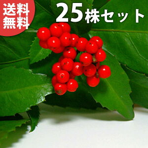 y25{Zbgz ZE 0.2mO 9cm|bg iԎj 痼 傤 c c A  _ ؁E