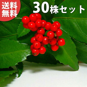 センリョウ 盆栽 植木の通販 価格比較 価格 Com
