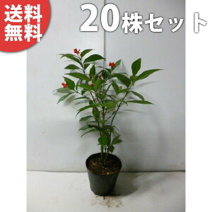 y20{Zbgz ZE 0.4mO 15cm|bg iԎj 痼 傤 c c A  _ ؁E