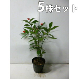 y5{Zbgz ZE 0.4mO 15cm|bg iԎj 痼 傤 c c A  _ ؁E