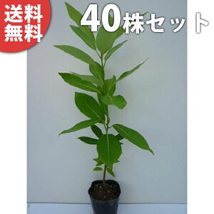 y40{Zbgz ^umL 0.3mO 10.5cm|bg c c A  _ V{c[ Ύ