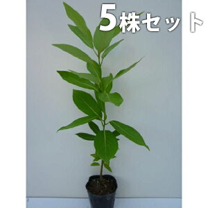 y5{Zbgz ^umL 0.3mO 10.5cm|bg c c A  _ V{c[ Ύ