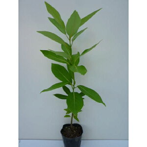 ^umL 0.3mO 10.5cm|bg c c A  _ V{c[ Ύ 1{iȃZbg̔܂j