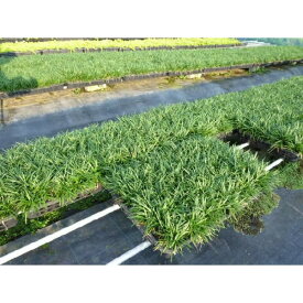 楽天市場 リュウノヒゲ 花 ガーデン Diy の通販