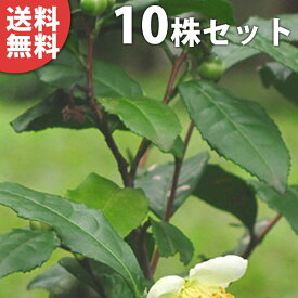 ■送料無料■【10本セット】 チャノキ 樹高0.2m前後 10.5cmポット お茶の木 （ヤブキタ） やぶきた 茶の木 ちゃのき 苗木 苗 植木 庭木 生け垣 目隠し・生垣