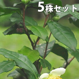 【5本セット】 チャノキ 樹高0.2m前後 10.5cmポット お茶の木 （ヤブキタ） やぶきた 茶の木 ちゃのき 苗木 苗 植木 庭木 生け垣 目隠し・生垣