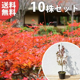 楽天市場 植木 種類 植物 ドウダンツツジ ガーデニング 農業 花 ガーデン Diy の通販 楽天市場 植木 種類 植物 ドウダンツツジ ガーデニング 農業 花 ガーデン Diy の通販