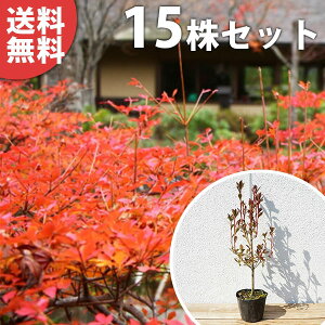 y15{Zbgz hE_ccW 0.3mO 10.5cm|bg c ǂ |bgc_p c A  _ V{c[ t