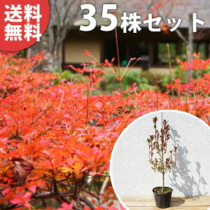 y35{Zbgz hE_ccW 0.3mO 10.5cm|bg c ǂ |bgc_p c A  _ V{c[ t