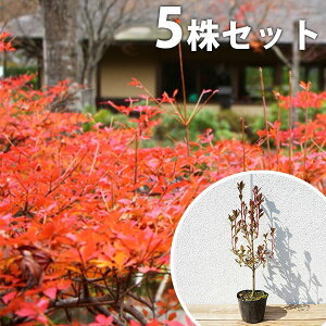 y5{Zbgz hE_ccW 0.3mO 10.5cm|bg c ǂ |bgc_p c A  _ V{c[ t