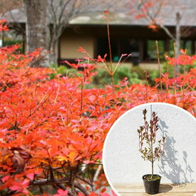 楽天市場 ドウダンツツジ 苗木の通販