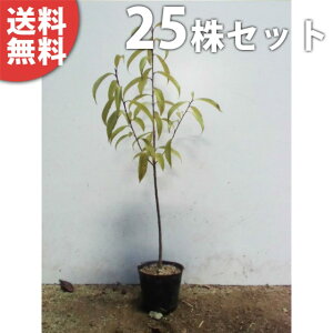 y25{Zbgz ii~mL 0.3mO 10.5cm|bg ̖ ȂȂ݂̂ c c A  _ V{c[ Ύ