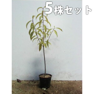 y5{Zbgz ii~mL 0.3mO 10.5cm|bg ̖ ȂȂ݂̂ c c A  _ V{c[ Ύ
