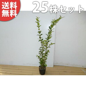 y25{Zbgz lY~` 0.5mO 10.5cm|bg ˂݂ c c A  _ _ ډB