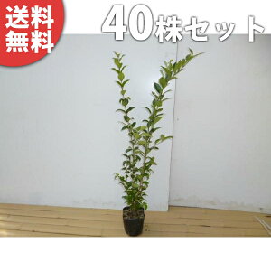 y40{Zbgz lY~` 0.5mO 10.5cm|bg ˂݂ c c A  _ _ ډB