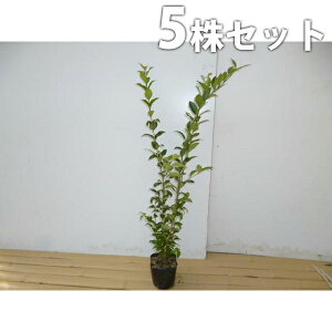 y5{Zbgz lY~` 0.5mO 10.5cm|bg ˂݂ c c A  _ _ ډB