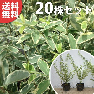 y20{Zbgz Vo[vybg 0.4mO 15cm|bg |bg _p c c A  _ _ ډB