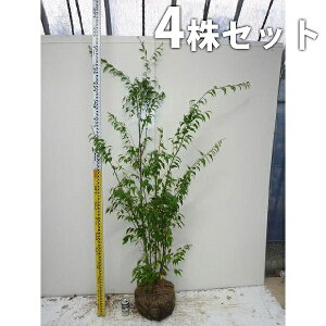 ハイノキ 盆栽 植木の人気商品 通販 価格比較 価格 Com