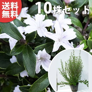 y10{Zbgz nN`EQ 0.4mO 15cm|bg iԁj c c A  _ Ԃyޖ ĂɉԂ炩AؓW