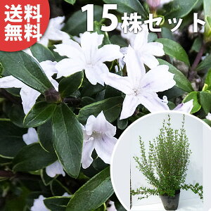 y15{Zbgz nN`EQ 0.4mO 15cm|bg iԁj c c A  _ Ԃyޖ ĂɉԂ炩AؓW