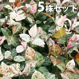 楽天市場 カズラの通販